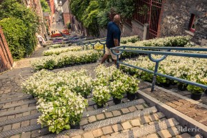Bueren en fleurs 2018 (à Liège, Belgique)