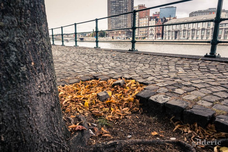 Feuilles sur les quais de Meuse à Liège