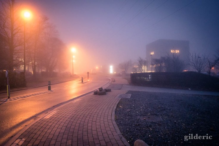 L'allée des brumes (Parc scientifique du Sart-Tilman)