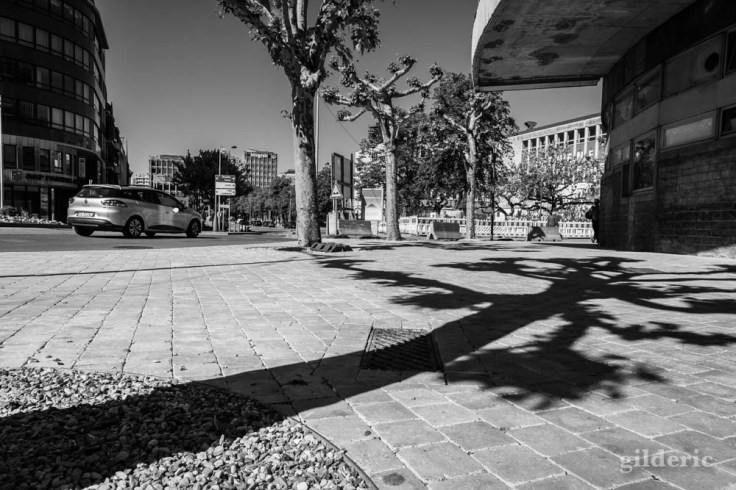 A l'ombre des arbres : chroniques du confinement en noir et blanc