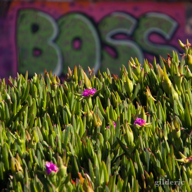 Le boss de la profondeur de champ