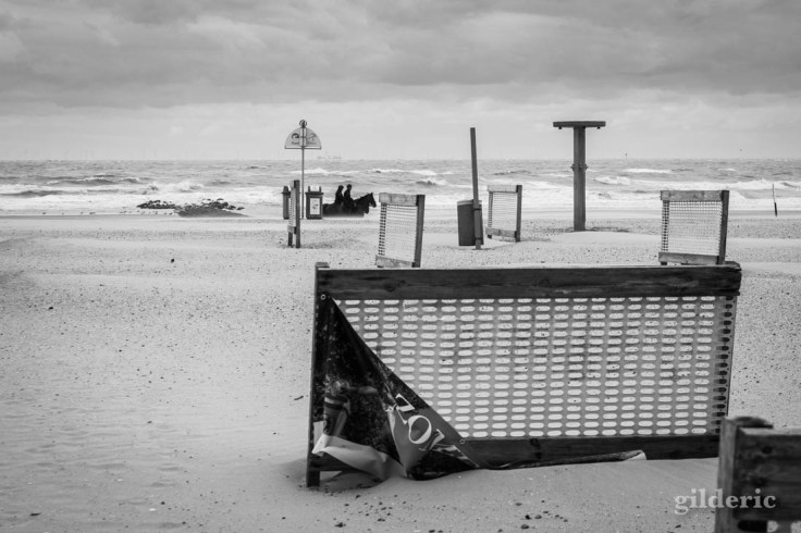 Tempête à Blankenberge : des chevaux sur la plage