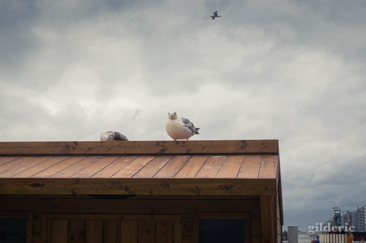 Tempête à Blankenberge : les mouettes résistent à la tempête
