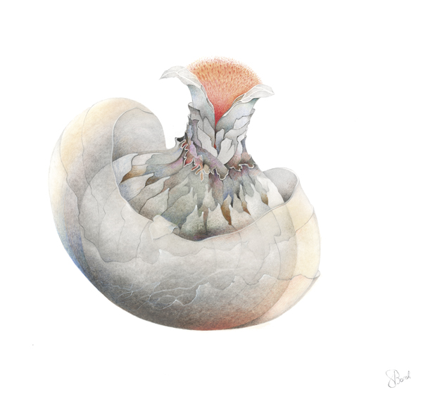 Rondelin orangé, un des dessins de la  "Flore imaginaire" de Sabine Van op den Bosch.