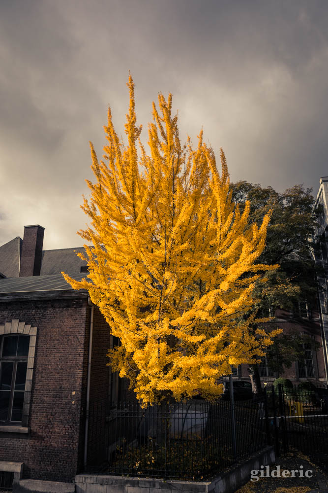 Automne à Liège : l'arbre jaune (photo)