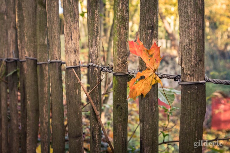 Balade autour du Fort de la Chartreuse en automne : la feuille sur la barrière (photo)