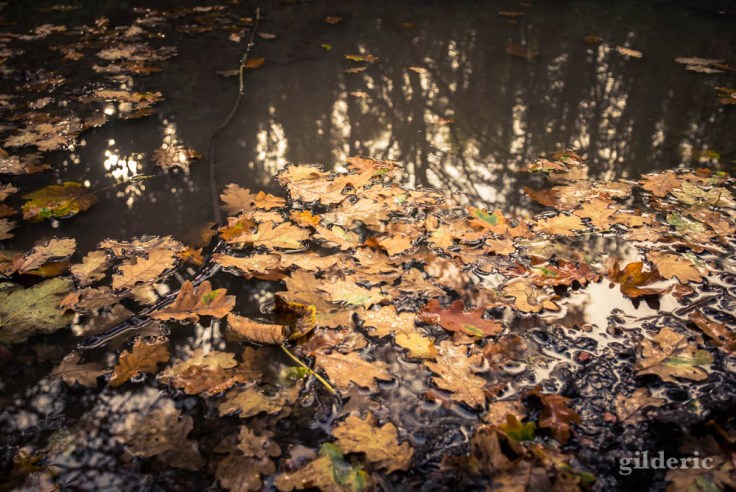 Balade autour du Fort de la Chartreuse en automne : feuilles dans la flaque d'eau (photo)