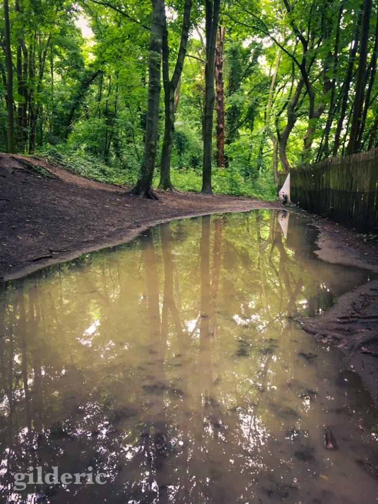 Boue tropicale et flaque, bois de la Chartreuse (Liège)