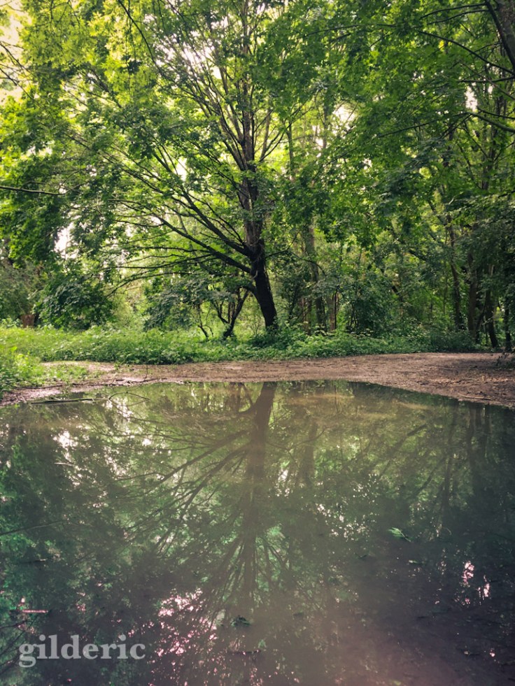 L'arbre se reflète dans les flaques (Fort de la Chartreuse, Liège)