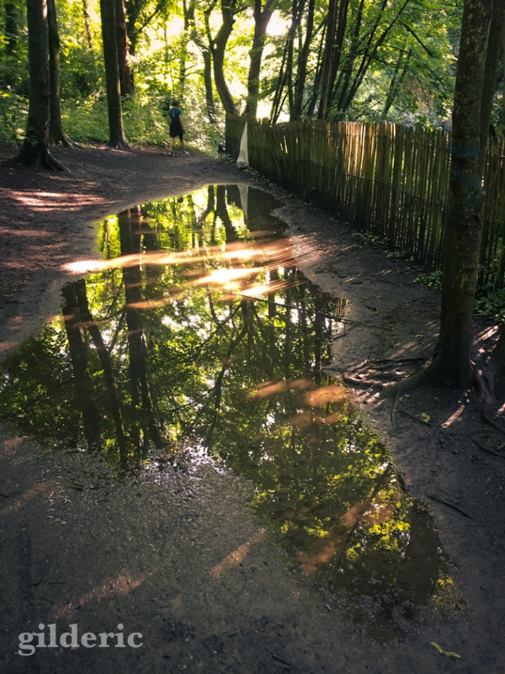 Reflets de lumière et d'arbres dans les flaques de la Chartreuse (Liège)