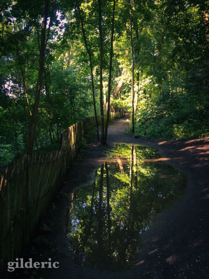 Reflets équatoriaux (bois de la Chartreuse, Liège)