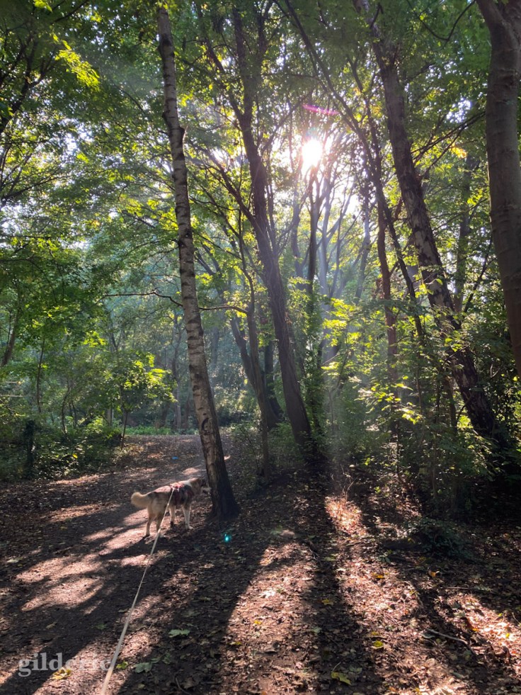 Le chien aime l'automne - Balade au Fort de la Chartreuse