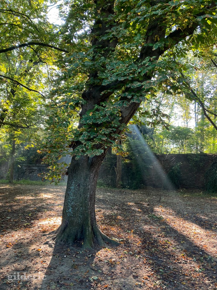 L'arbre baigné de lumière (Fort de la Chartreuse)