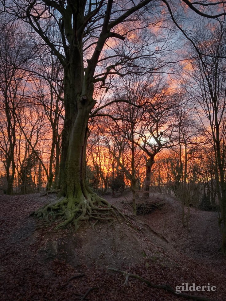 Les arbres et le crépuscule (Liège, fort de la Chartreuse, janvier 2022)