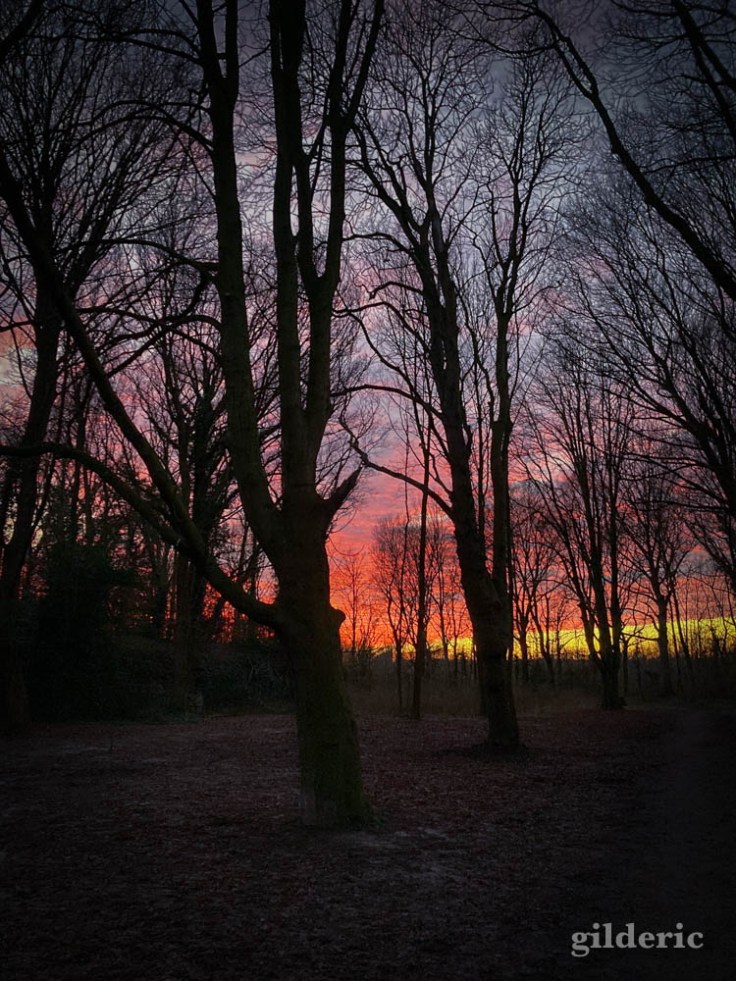 Fin de crépuscule en forêt (Liège, fort de la Chartreuse, janvier 2022)