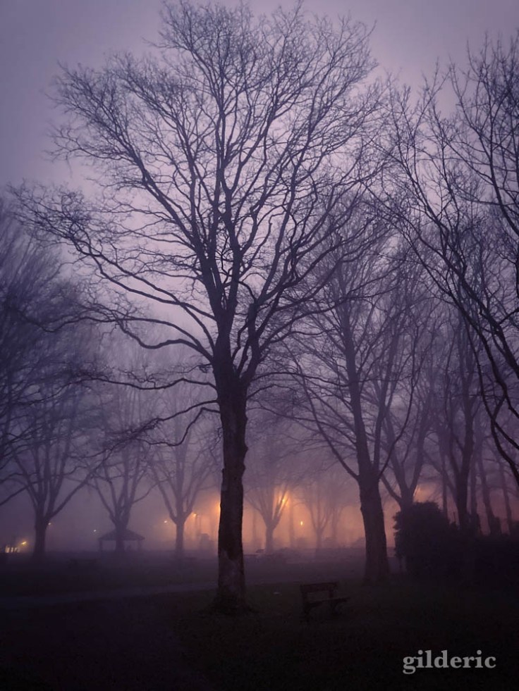 Brouillard du soir au parc de la Chartreuse à Liège