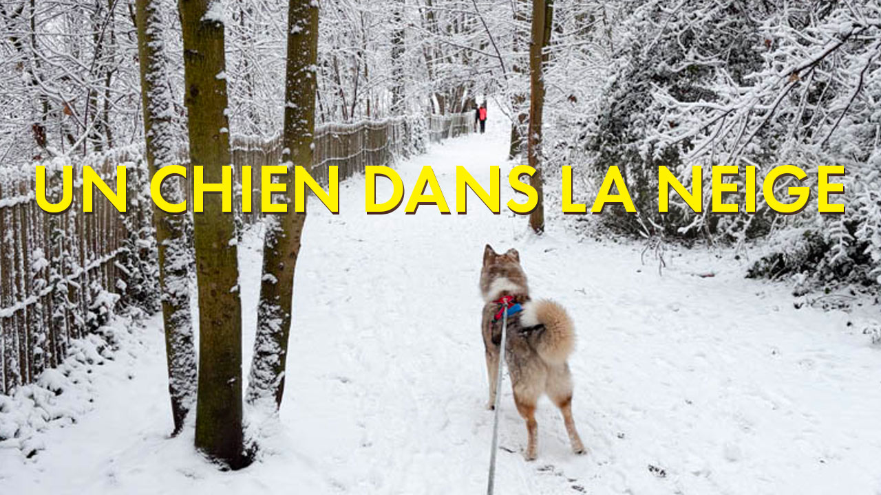 Un chien dans la neige : scènes d'hiver à Liège