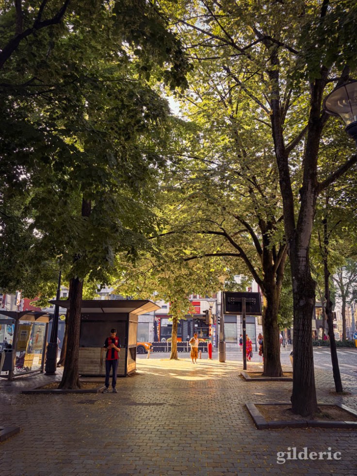 Un peu de fraîcheur sous les arbres de la place de la République française